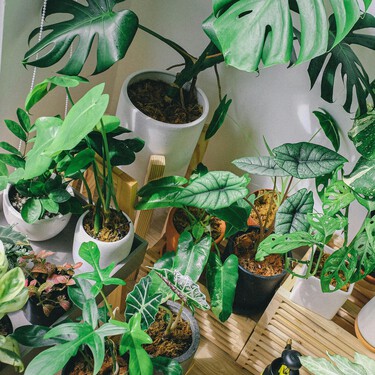 Si tus plantas de interior no crecen, estos 3 consejos pueden salvarlas