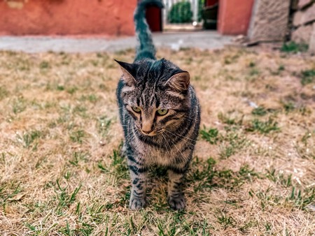 ¿Es bueno que los gatos salgan a la calle?