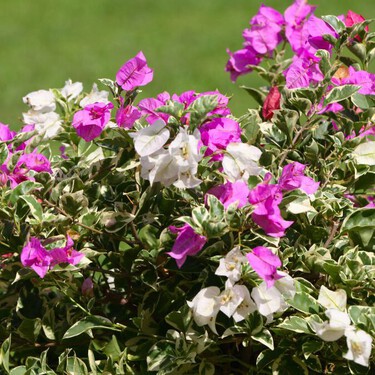 Estos son los arbustos con flores que debes podar durante el invierno para una buena floración en primavera