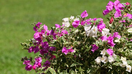 Estos son los arbustos con flores que debes podar durante el invierno para una buena floración en primavera