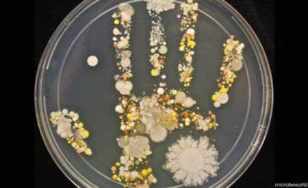 Nos muestran las bacterias de una mano sin lavar