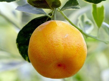 Los alimentos directamente de la huerta tienen más beneficios