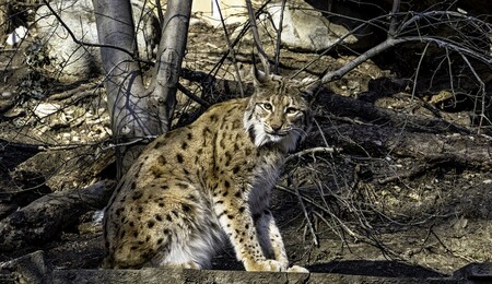 Una ley busca crear pasos de fauna en las carreteras para evitar atropellos a animales como el lince ibérico