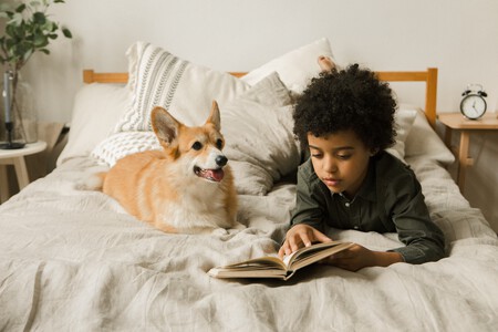 Corgi y niños raza