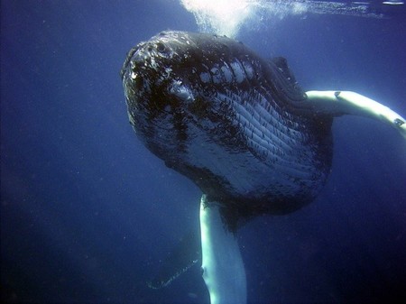 ¿Por qué la caca de ballena es buena para los océanos?