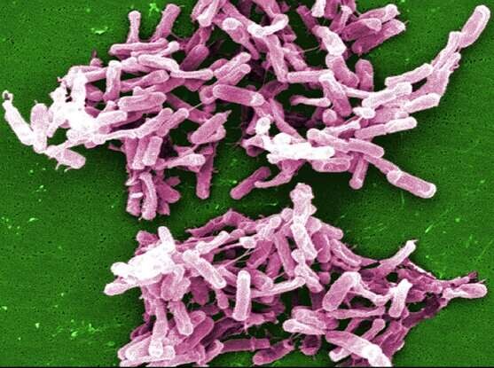 Las personas que viven más de cien años tienen un microbioma distinto: entenderlo podría ofrecernos claves sobre la longevidad