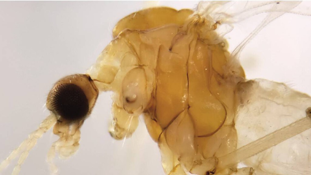 Si esta no es la peor noticia que nos podía la evolución, está cerca: las moscas están aprendiendo a molestar también en invierno
