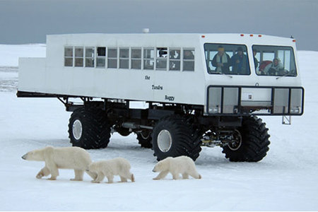 Observación de osos polares en Canadá