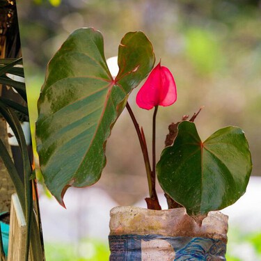 Cómo reutilizar botellas de plástico para crear macetas y cultivar tus plantas en casa