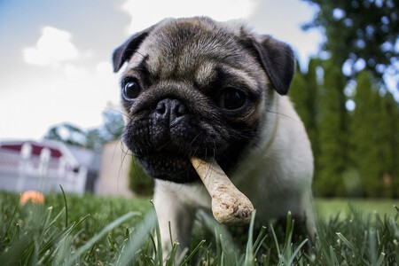 Un perro comiéndose un snack