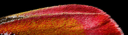 18 Butterfly Wings 320