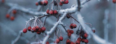 Cinco plantas de interior que soportan el frío invernal sin morirse 