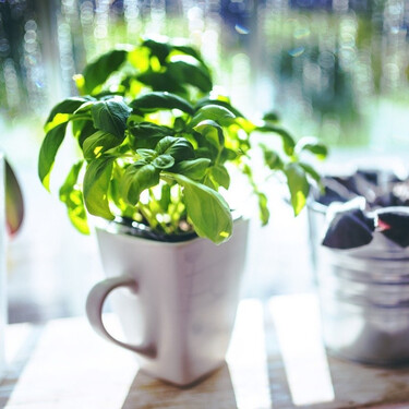 Haz este sencillo gesto al cortar la albahaca una vez a la semana: tendrás una montaña de hojas frescas en tu planta 