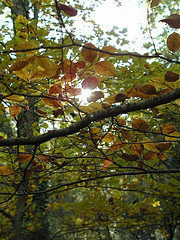 Colores de otoño