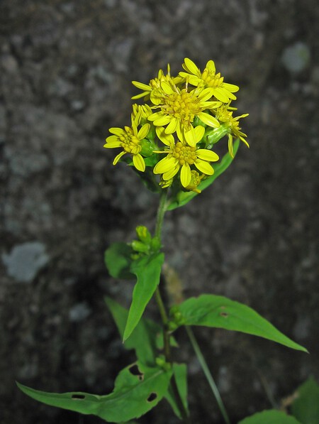 Solidago