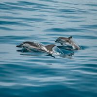 O preço oculto da tecnologia: cientistas soam alarme sobre vazamento químico 'invisível' que está envenenando golfinhos e botos 