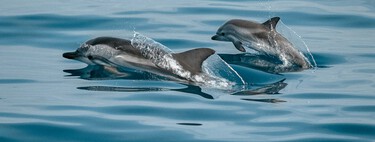 O preço oculto da tecnologia: cientistas soam alarme sobre vazamento químico 'invisível' que está envenenando golfinhos e botos 