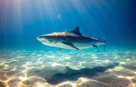 Hace 19 millones de años, los tiburones estuvieron a punto de desaparecer de la faz de la Tierra y no sabemos por qué