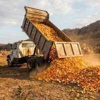 En 1997, cubrieron un terreno en Costa Rica con 12.000 toneladas de piel de naranja. 16 años después, nadie reconoció el paisaje 