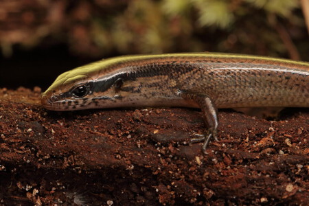 Lagartija Montana002 1024x683