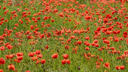 Campos Amapolas Espana