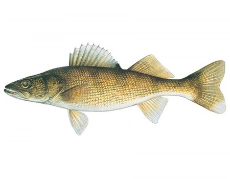 Los próximos Pixel de Google tendrían los nombres en clave de "Muskie" y "Walleye"