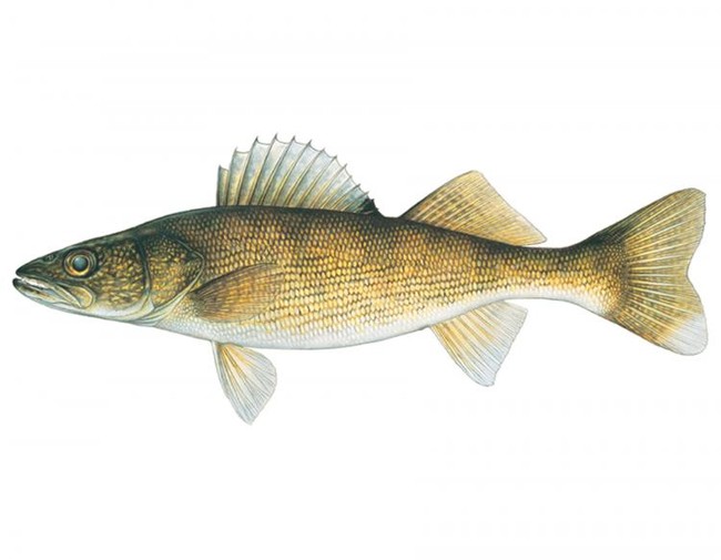 Walleye
