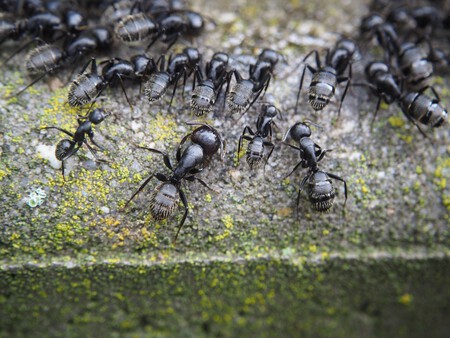Hormigas En Casa
