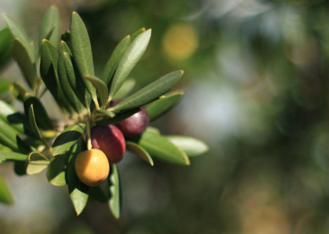 aceitunas