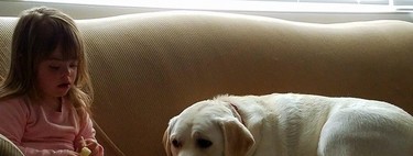 El perro de una niña diabética y con Síndrome de Down detectó una caída de sus niveles de azúcar a 8 km de distancia 