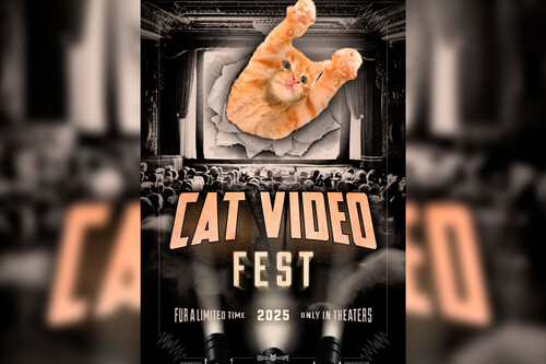 Festival de vídeos de gatinho no cinema está enriquecendo o criador | Imagem: Cat Video Fest