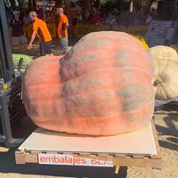 Agricultor espanhol obcecado por abóboras gigantes é dono do recorde nacional de 1.187,5 quilos 