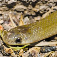 Tiene ojos grandes, vive bajo tierra y nadie sabía que existía: así es la nueva serpiente descubierta en Puebla 