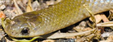Científicos mexicanos hallan en Puebla una serpiente única: vive oculta bajo tierra pero tiene ojos enormes