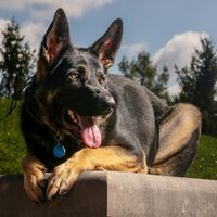 La sensación de inseguridad ha aumentado en Reino Unido. Y por eso la gente está adoptando perros como arma defensiva