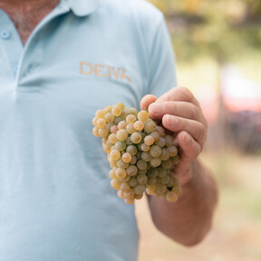 Vega Sicilia ya tiene su primer vino blanco español. Es gallego y de Rias Baixas: “El albariño me parece la mejor variedad blanca de España” 