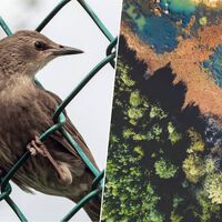 La Península Ibérica está siendo invadida: más de 1.200 especies exóticas han llegado para quedarse 