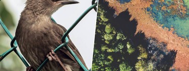 The Iberian Peninsula is being invaded: more than 1,200 exotic species have come to stay