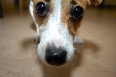 Lo que ven los perros cuando miran la televisión