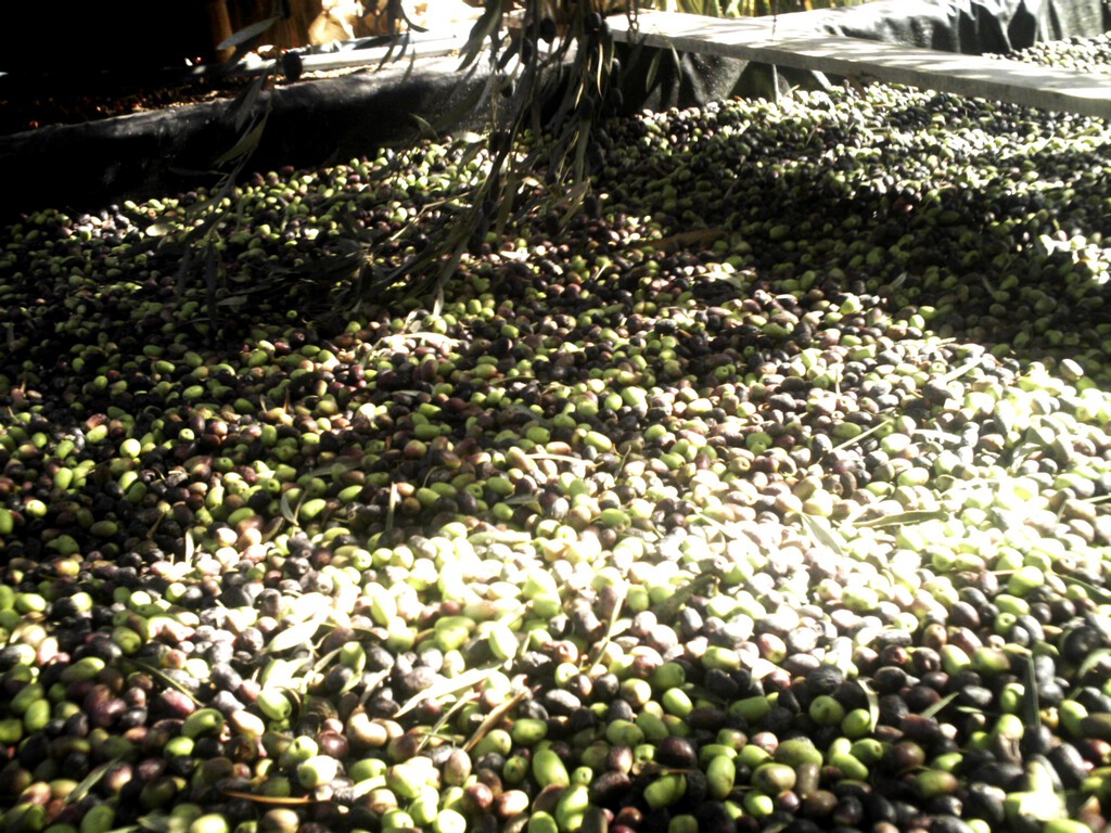 "Sangre, sudor y lágrimas" con el aceite de oliva: ya vemos la luz al final del túnel, pero los próximos meses van a ser muy largos