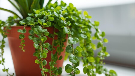 Plectranthus Verticillatus En Maceta 1