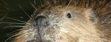 Sem desperdício de verba: castores fazem de graça obra que governo da República Tcheca planejava gastar mais de 1 milhão de euros 