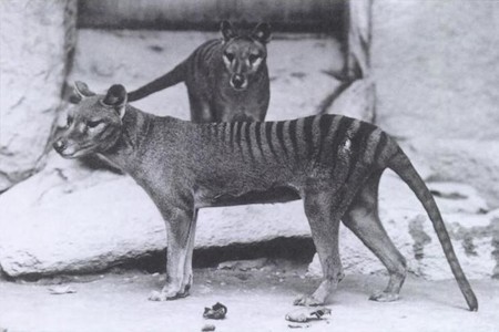 Se encuentra un vídeo perdido de una grabación de un animal extinto: el tigre de Tasmania