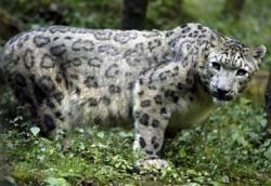 Tonos de llamada para cazar leopardos