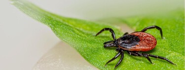 La planta que conviene controlar en el jardín con la subida de temperaturas: puede favorecer la aparición de garrapatas 