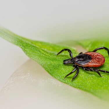 La planta que conviene controlar en el jardín con la subida de temperaturas: puede favorecer la aparición de garrapatas 