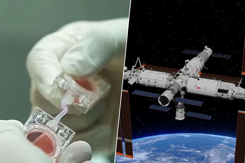 China investiga reproducción en el espacio