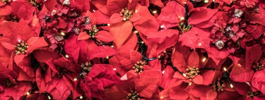 Dónde comprar nochebuenas baratas en la CDMX: mercados y viveros con los mejores precios de temporada