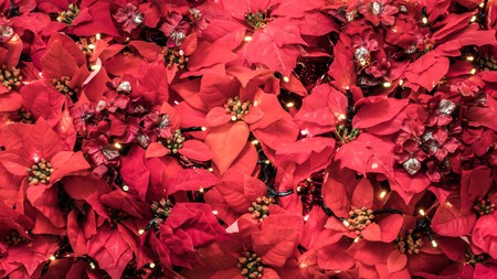 Dónde comprar nochebuenas baratas en la CDMX: mercados y viveros con los mejores precios de temporada