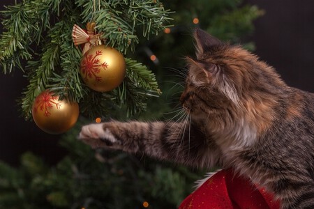 Gato Arbol Navidad Problema